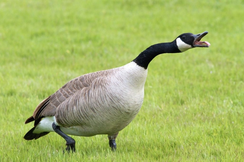 Mother Goose Approaches Police for Help – Then Officers See What She’s Trying to Show Them
