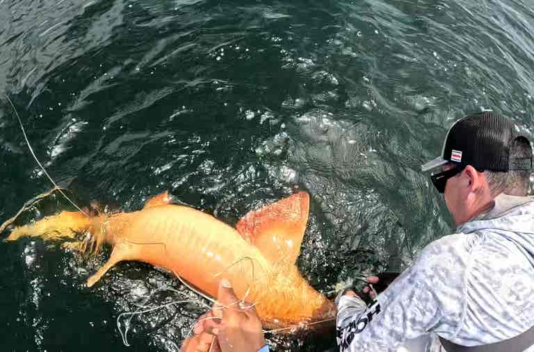 A fisherman thought he had caught an orange shark—but a scientist saw something terrifying in the video