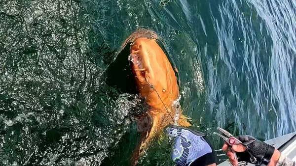 A fisherman thought he had caught an orange shark—but a scientist saw something terrifying in the video
