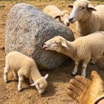 Owce pewnego farmera wciąż lizały głaz… Nie uwierzysz, co kryło się pod spodem… ➤ Buzzday.info