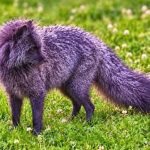 Photographer Captures a Purple-Looking Creature… Turns Pale When Scientists Reveal What It Really Is ➤ Buzzday.info