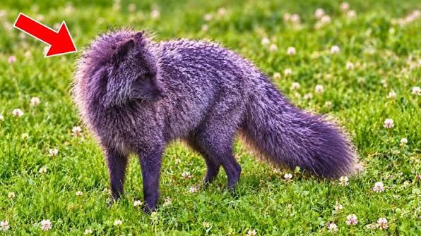 Photographer Captures a Purple-Looking Creature… Turns Pale When Scientists Reveal What It Really Is ➤ Buzzday.info