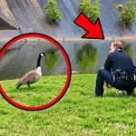 Mother Goose Approaches Police for Help – Then Officers See What She’s Trying to Show Them ➤ Buzzday.info