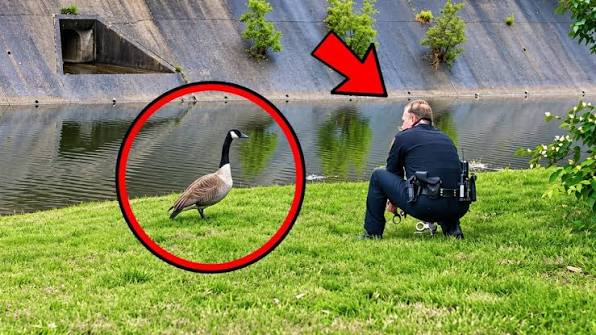 Mother Goose Approaches Police for Help – Then Officers See What She’s Trying to Show Them ➤ Buzzday.info