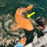 A fisherman thought he had caught an orange shark—but a scientist saw something terrifying in the video ➤ Buzzday.info