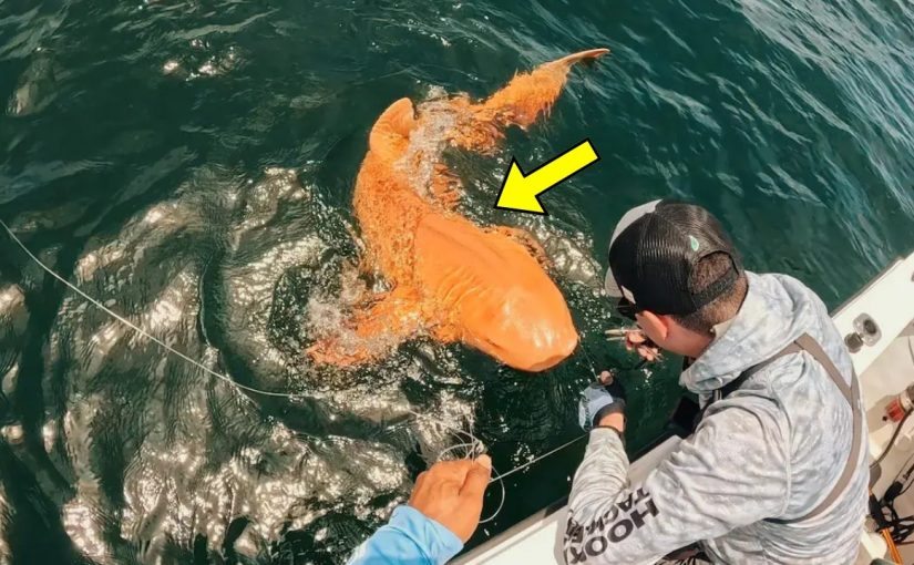 A fisherman thought he had caught an orange shark—but a scientist saw something terrifying in the video ➤ Buzzday.info