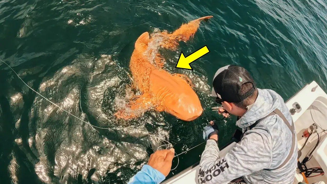 A fisherman thought he had caught an orange shark—but a scientist saw something terrifying in the video ➤ Buzzday.info