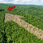 Pilot Spots Giant Arrow In Forest, Then Sees Where It Points To ➤ Buzzday.info